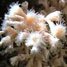 Cold water coral