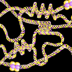 Collagen IV networks