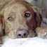 Dog on bed
