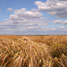 Crops