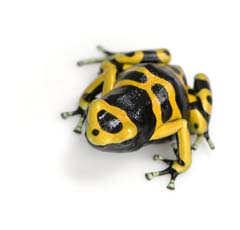 Poison arrow frog