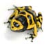 Poison arrow frog