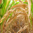 Crop stress