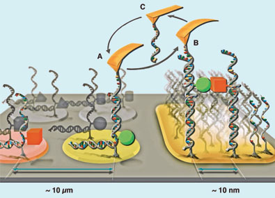 Cartoon of the DNA crane in action