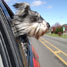 Dog with head out of car window