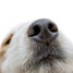 Dog's nose