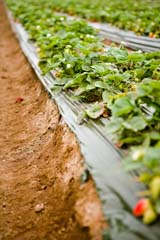 Strawberry crop