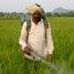 Pesticide