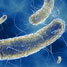 E coli