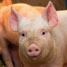 Piggies