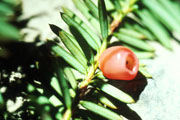 yew tree berry and needles