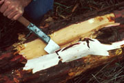 pacific yew tree bark