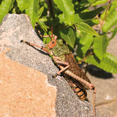 Locust