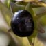 Poisonous berries of deadly nightshade
