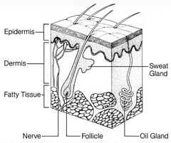 structure of skin