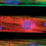 Structure of the micromuscle