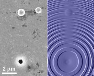 Conventional SEM image of the gold layer (left). The new X-ray microscopy method reveals the Fresnel zone plate beneath (right)