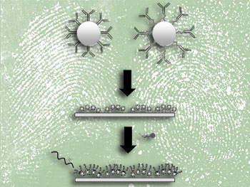 Antibody structures