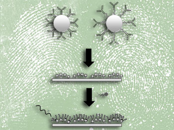 Antibody structures