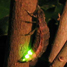 firefly