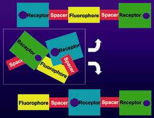 Fluorophore