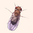 fruitfly