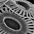 wheel-shaped plankton