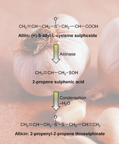 Garlic