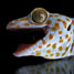 Gecko