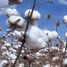 GM cotton