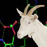 Goat antidote
