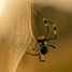 Golden orb spider