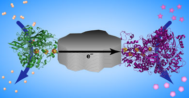 Electrons shuttled between two enzymes on a graphite particle