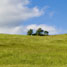 Grassland