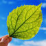 chlorophyll
