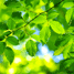 Sun and leaves