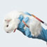 Guinea pig