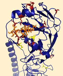 Part of the haemagglutinin protein