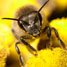 Honey bee