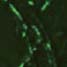 Bacteria woven into polymer fibres