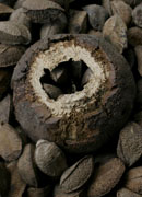brazil nuts