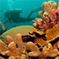 coral reef