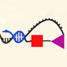 Reactivity-dependent PCR