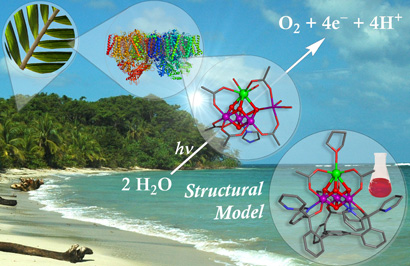 Plants oxygen evolving model reveals calcium secret