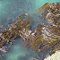 Kelp forest