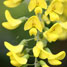 Laburnum anagyroides