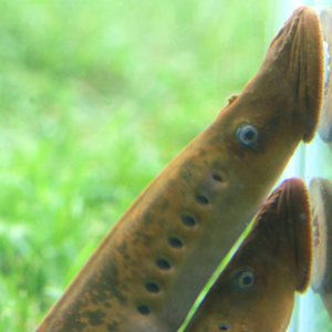 lamprey-300_tcm18-39592.jpg