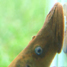 sea lamprey