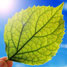 Leaf