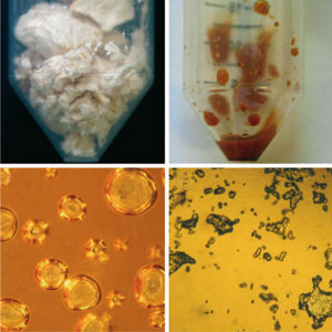 Protein Samples Left At Room Temperature Protein Samples Left At Room Temperature